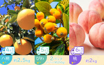 【全12回】坂出市四季のオススメ！旬果実単品定期便♪