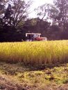 高島農場の農薬不使用コシヒカリ10kg玄米