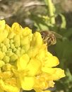 大倉山ハチミツ・季節の花蜜２本セット