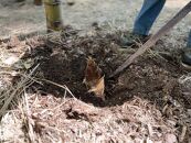 ＜先行予約＞【皮付き京都西山産】&nbsp;朝掘りたけのこ&nbsp;２kg（米ぬか付）【アドプランツコーポレーション】