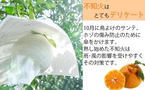 【R7年出荷分】鈴木農園の不知火２ｋｇ（２L又は３L）　和歌山県から農家直送！デコポン　しらぬい　オレンジ　皮がむきやすい【北海道・沖縄・一部離島への配送不可】