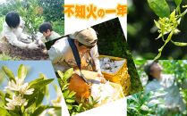 【R7年出荷分】鈴木農園の不知火２ｋｇ（２L又は３L）　和歌山県から農家直送！デコポン　しらぬい　オレンジ　皮がむきやすい【北海道・沖縄・一部離島への配送不可】