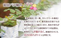 【ご自宅用・満足20本】バラ農家直送！バラ花束