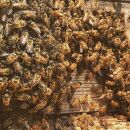 黒ニンニクの蜂蜜漬け【ニホンミツバチの天然100%蜂蜜使用】