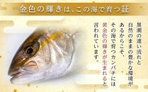 【ねじめ黄金カンパチ】ロイン 1尾分 ( 約400g × 4本 ) 配送日指定可能