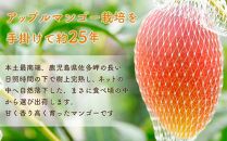 【先行予約】☆本土最南端☆佐多の果樹園で育てた 完熟アップルマンゴー 800g ( 2玉 )