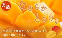 【先行予約】訳あり ☆本土最南端☆佐多の果樹園で育てた 完熟アップルマンゴー1kg (2～3玉) 家庭用