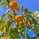 ［先行予約］富有柿（青秀以上２Ｌサイズ約１３個入り）［2025年11月下旬より順次発送］