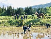 馬耕で米づくり・日本の原風景を世界へ伝える限定酒「田人馬 白 2021」