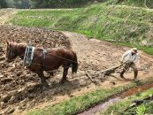 馬耕で米づくり・日本の原風景を世界へ伝える限定酒「田人馬 白 2022」