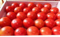 高知県高知市産 贅沢フルーツトマト 約2kg　＜2024年2月から発送＞