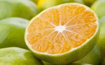 有田産極早生みかん約5kg（サイズ混合）★2026年10月中旬頃より順次発送［TM200］