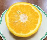 地元印南町産&nbsp;樹熟&nbsp;甘夏みかん&nbsp;約4kg（10個前後)　大玉L～2Lサイズ