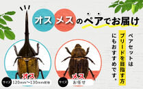 【先行予約】ヘラクレスオオカブト&nbsp;ペア（オス120mm～130mm前後・メスフリー）※配送不可地域あり【&nbsp;カブトムシ&nbsp;かぶとむし&nbsp;昆虫&nbsp;成虫&nbsp;生体&nbsp;飼育カブトムシ&nbsp;かぶとむし観察&nbsp;和歌山県&nbsp;白浜町&nbsp;CW002&nbsp;】