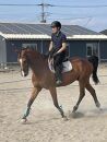 【乗馬クラブアトラス】 乗馬体験3ヶ月体験コース（初級・経験者コース）