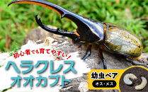 【先行予約】ヘラクレスオオカブト幼虫ペア&nbsp;※育て方の説明書付き※配送不可地域あり【2026年6月から順次発送】