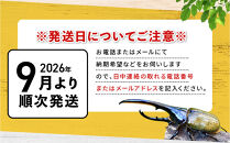 【先行予約】ヘラクレスオオカブト3令幼虫ペア&nbsp;※育て方の説明書付き※配送不可地域あり【2026年9月から順次発送】｜【&nbsp;カブトムシ&nbsp;かぶとむし&nbsp;昆虫&nbsp;成虫&nbsp;生体&nbsp;飼育カブトムシ&nbsp;かぶとむし観察&nbsp;和歌山県&nbsp;白浜町