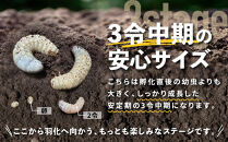 【先行予約】ヘラクレスオオカブト3令幼虫ペア&nbsp;※育て方の説明書付き※配送不可地域あり【2026年9月から順次発送】｜【&nbsp;カブトムシ&nbsp;かぶとむし&nbsp;昆虫&nbsp;成虫&nbsp;生体&nbsp;飼育カブトムシ&nbsp;かぶとむし観察&nbsp;和歌山県&nbsp;白浜町