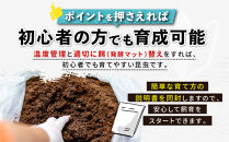 【先行予約】ヘラクレスオオカブト3令幼虫ペア&nbsp;※育て方の説明書付き※配送不可地域あり【2026年9月から順次発送】｜【&nbsp;カブトムシ&nbsp;かぶとむし&nbsp;昆虫&nbsp;成虫&nbsp;生体&nbsp;飼育カブトムシ&nbsp;かぶとむし観察&nbsp;和歌山県&nbsp;白浜町