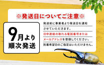【先行予約】ヘラクレスオオカブト3令幼虫ペア&nbsp;※育て方の説明書付き※配送不可地域あり【2026年9月から順次発送】｜【&nbsp;カブトムシ&nbsp;かぶとむし&nbsp;昆虫&nbsp;成虫&nbsp;生体&nbsp;飼育カブトムシ&nbsp;かぶとむし観察&nbsp;和歌山県&nbsp;白浜町
