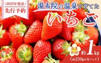 【2025年発送】湯布院の温泉で育てたいちご おまかせ約1kg（約250g×4パック） ｜ いちご 果物 フルーツ 旬フルーツ 苺 いちご イチゴ 人気 さがほのか ベリーツ 由布市 いちご ED01