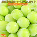 紀州有田産シャインマスカット　約3kg【先行予約】【2025年8月下旬以降発送予定】