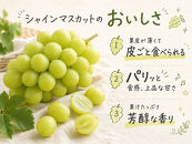 紀州有田産シャインマスカット　約3kg【先行予約】【2026年8月下旬以降発送予定】