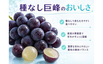 紀州有田産の種なし巨峰ぶどう約２kg【先行予約】【2026年8月中旬以降発送予定】