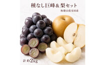 紀州有田産の種なし巨峰と梨セット　計約２kg【先行予約】【2026年8月中旬以降発送予定】