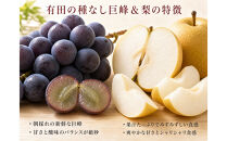 紀州有田産の種なし巨峰と梨セット　計約２kg【先行予約】【2026年8月中旬以降発送予定】
