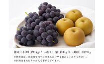 紀州有田産の種なし巨峰と梨セット　計約２kg【先行予約】【2026年8月中旬以降発送予定】