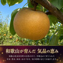 ジューシー果汁の紀州有田産の梨&nbsp;3玉　化粧箱入【先行予約】【2027年8月中旬以降発送予定】
