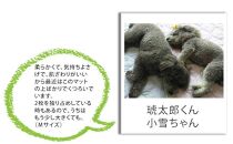 【XS40×30cm】2枚組コットン100%ペット用マット PET-4030-2P