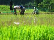 新潟県限定　壱醸　純米吟醸　無濾過原酒　720ml