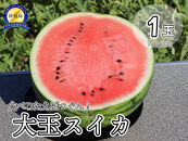 【先行予約】佐渡西三川・松丘農園の名産品「大玉スイカ」1個（1玉7～9kg）