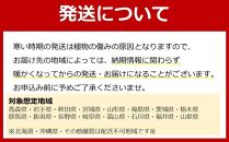 【観葉植物】サンスベリア 5号 ホワイト陶器鉢 丸ロング 高さ：約35cm～50cm内外(鉢底より) 【観葉植物 植物 鉢付 インテリア 部屋 室内 オフィス 癒し エコ グリーン マイナスイオン リラックス オシャレ おしゃれ ギフト プレゼント 贈り物 人気 おすすめ  福岡県筑前町 送料無料 AG003】