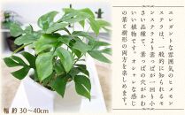 【観葉植物】ヒメモンステラ 6号 ホワイトスクエア陶器鉢 ストレート【観葉植物 植物 鉢付 インテリア 部屋 室内 オフィス 癒し エコ グリーン マイナスイオン リラックス オシャレ おしゃれ ギフト プレゼント 贈り物 人気 おすすめ  福岡県筑前町 送料無料 AG004】