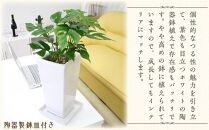 【観葉植物】ヒメモンステラ 6号 ホワイトスクエア陶器鉢 ストレート【観葉植物 植物 鉢付 インテリア 部屋 室内 オフィス 癒し エコ グリーン マイナスイオン リラックス オシャレ おしゃれ ギフト プレゼント 贈り物 人気 おすすめ  福岡県筑前町 送料無料 AG004】