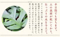 【観葉植物】ヒメモンステラ 6号 ホワイトスクエア陶器鉢 ストレート【観葉植物 植物 鉢付 インテリア 部屋 室内 オフィス 癒し エコ グリーン マイナスイオン リラックス オシャレ おしゃれ ギフト プレゼント 贈り物 人気 おすすめ  福岡県筑前町 送料無料 AG004】