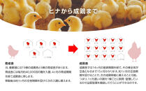 【年内発送】ヒラノのたまご 輝黄卵(きおうらん)赤Mサイズ10kg(160個前後)【卵 たまご タマゴ  国産 新鮮 直送 朝ごはん 卵かけごはん AJ001】