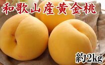 人気 和歌山県産 黄金桃（つきあかり） 約2kg【数量限定】 ★2024年7月中旬頃より順次発送