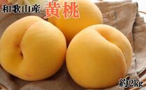 人気 和歌山県産 黄桃（つきあかり、ゆめおうみ）約2kg【数量限定】 ★2025年7月中旬～8月上旬頃順次発送★【TM177】