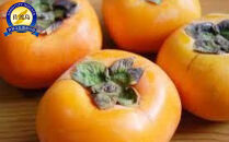 【先行予約】【さわし柿】新潟佐渡産柿５ｋｇ　