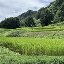 【ギフト用】南魚沼塩沢コシヒカリ【西山の天水田米】精米5kg