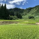 【ギフト用】南魚沼塩沢コシヒカリ【西山の天水田米】精米5kg