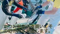 冷凍もちもち食感ビリかつお刺身250gｘ2節【鰹 切身 新鮮 魚 魚介 食品  人気 おすすめ 高知県 南国市】