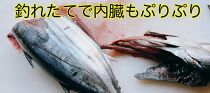 冷凍もちもち食感ビリかつお刺身250gｘ2節【鰹 切身 新鮮 魚 魚介 食品  人気 おすすめ 高知県 南国市】