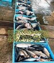 冷凍もちもち食感ビリかつお刺身250gｘ2節【鰹 切身 新鮮 魚 魚介 食品  人気 おすすめ 高知県 南国市】