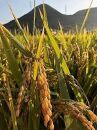 【数量・期間限定】2025年度　新米（朝日米）玄米10kg　【香川県産、自然栽培・無肥料無農薬】