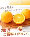 秀品 希少な国産バレンシアオレンジ 2.5kg【2024年6月下旬頃～2024年7月上旬頃に順次発送】【UT75】